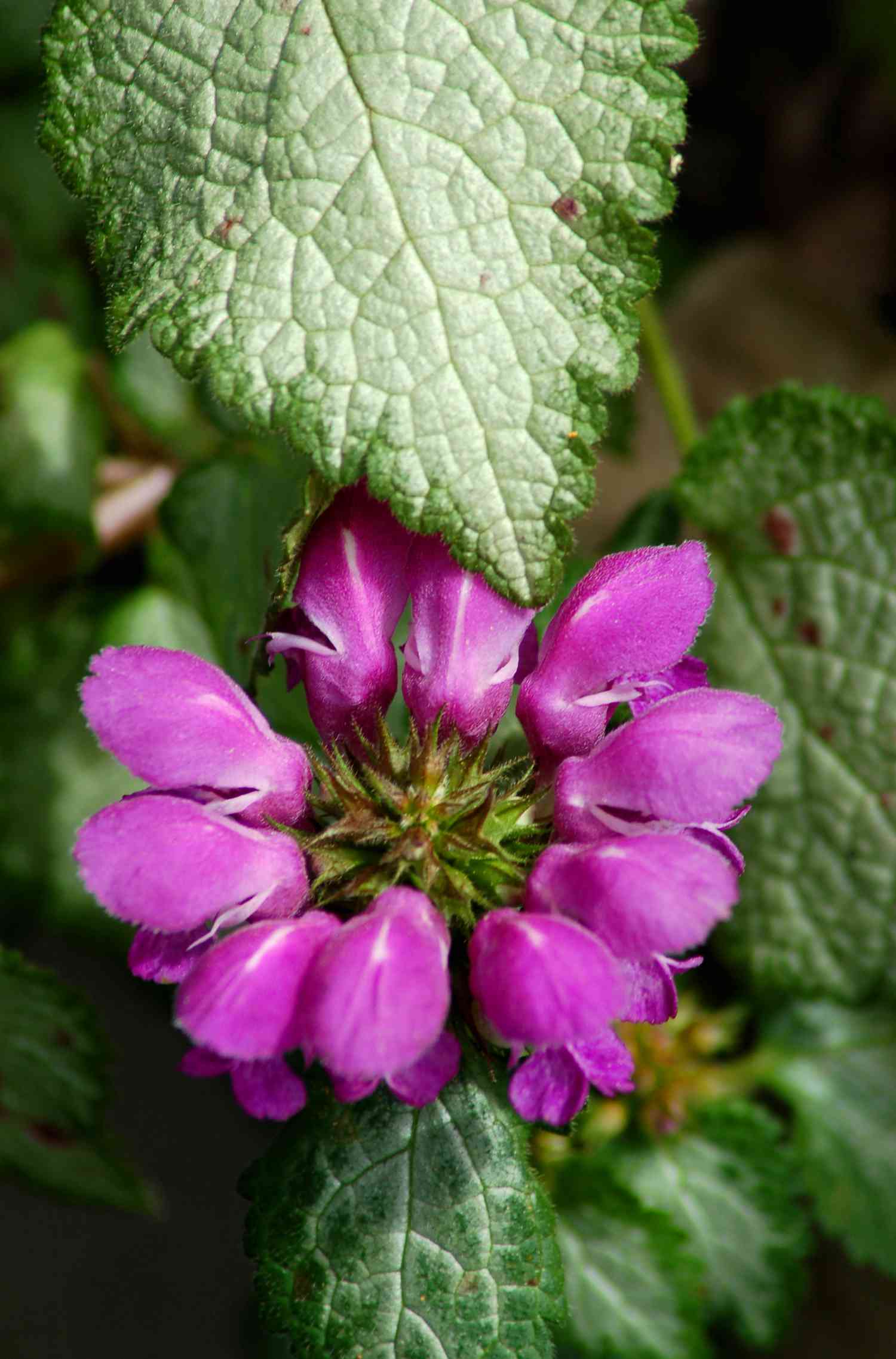 Spotted dead nettle ground cover in bloom.