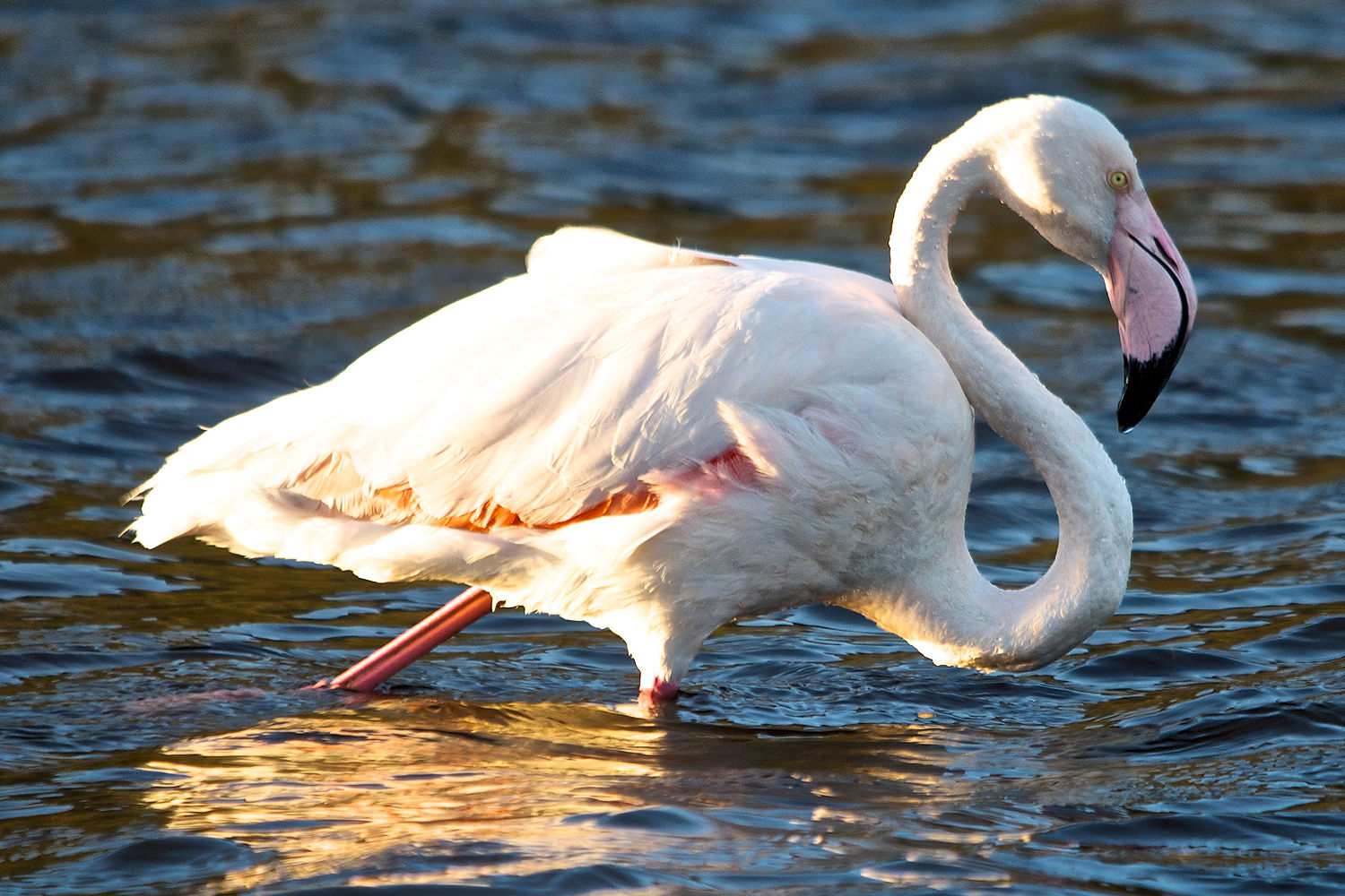 Greater Flamingo