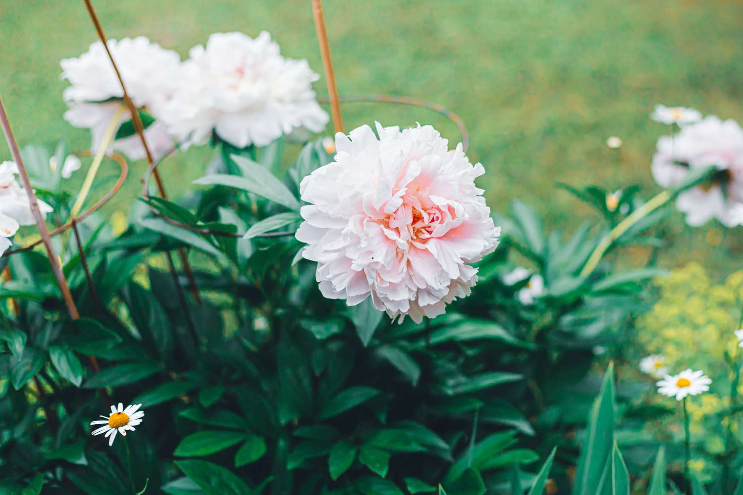 pink peonies