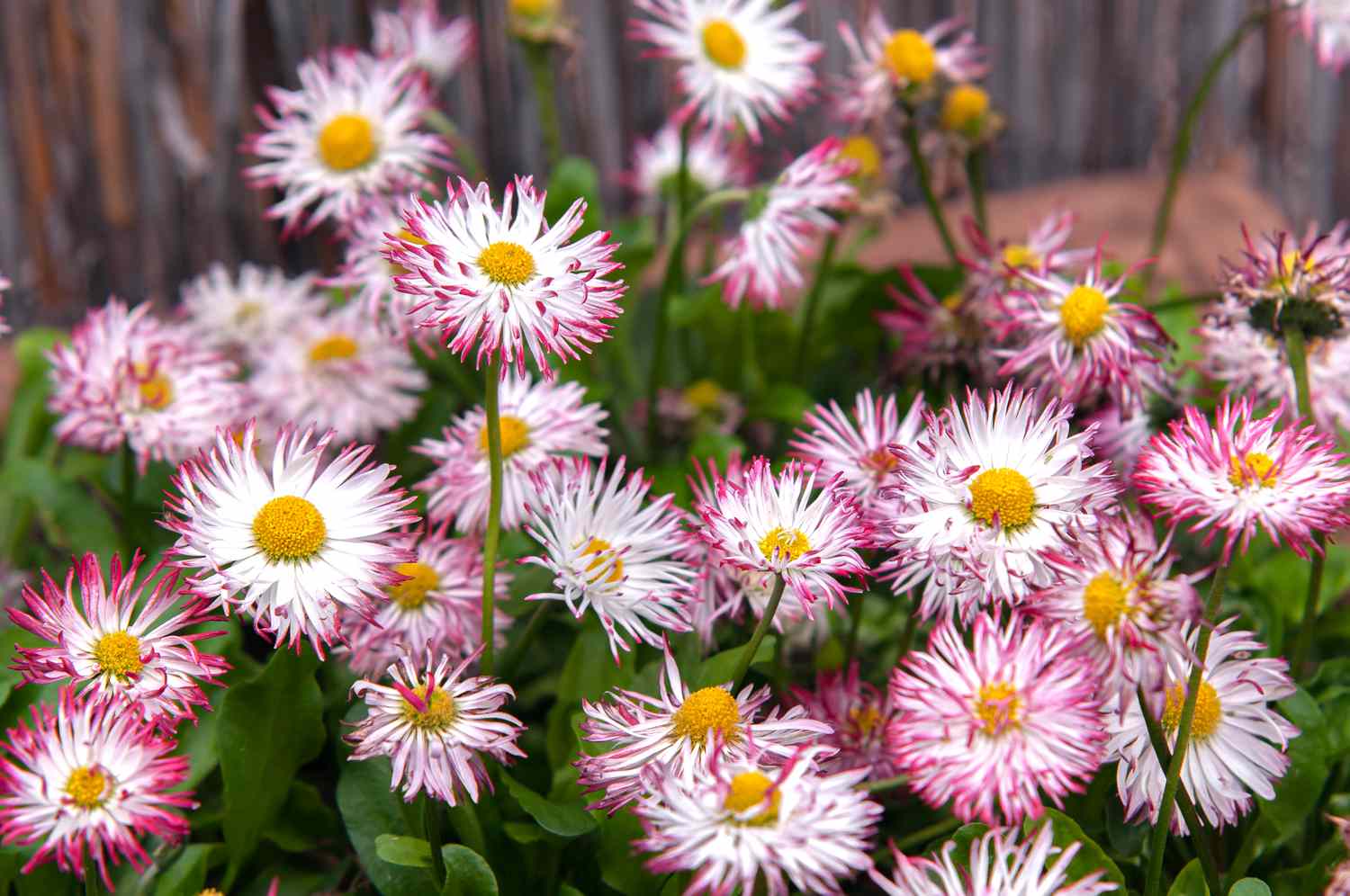 Englische Gänseblümchen mit weißen Blüten und rosa Spitzen