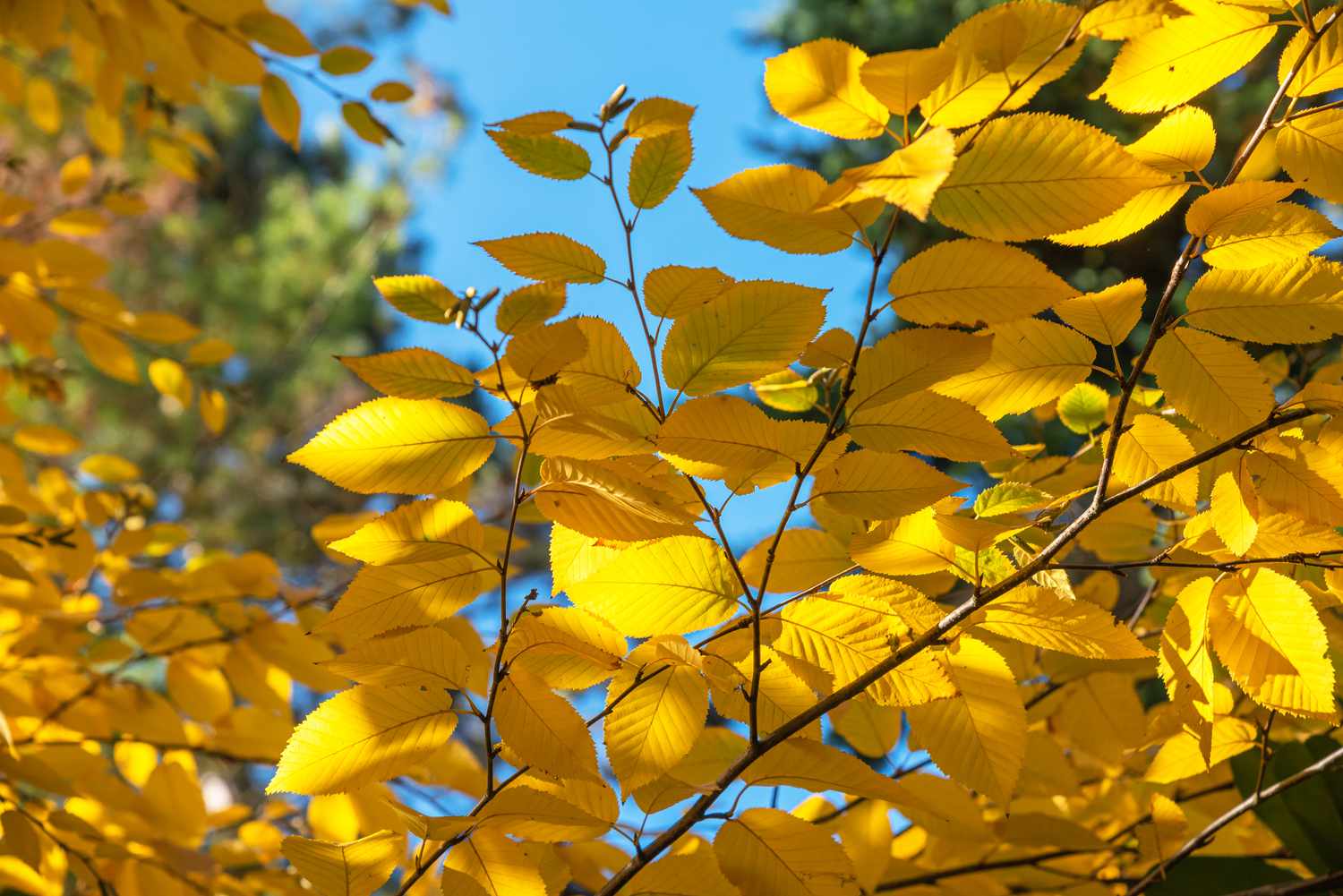 Gelber Birkenzweig mit gelben kreisförmigen Blättern in Nahaufnahme