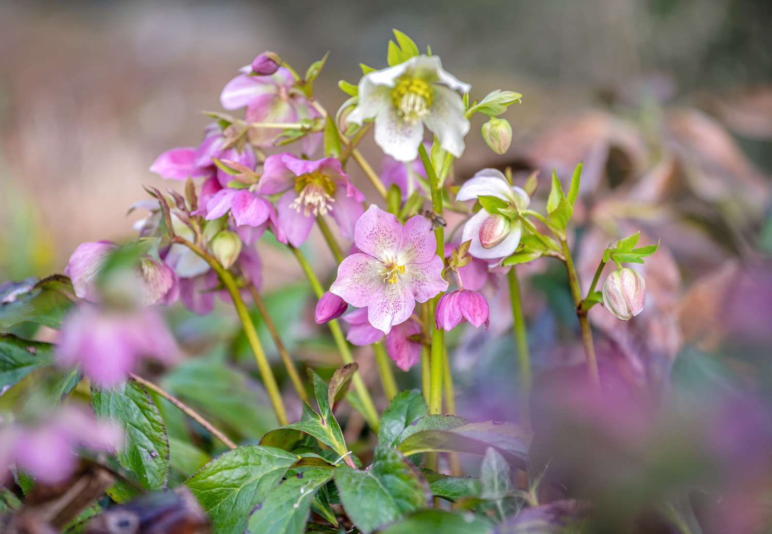 Lenten rose with pink and white petals growing on stems