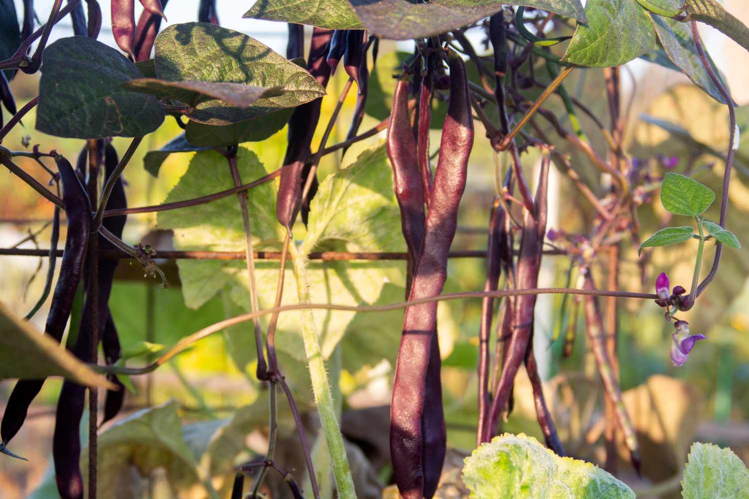 Purple podded hierloom pole beans with purple-brown colored bean pods hanging from vines closeup