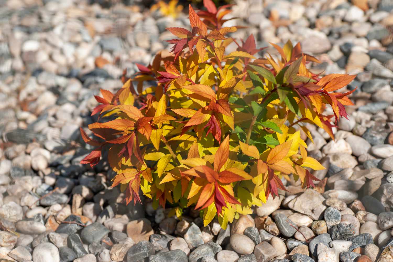 Goldflame spirea plant in middle of pebbles with red, orange, yellow and green leaves in sunlight