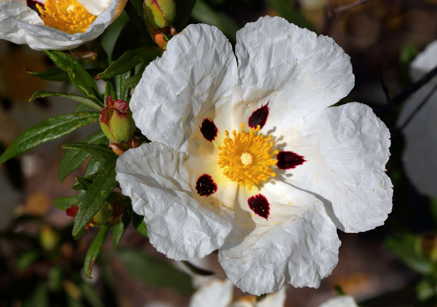 A close up photo of a white Cistus ladanifer (Crimson-Spot Rockrose) in the garden.