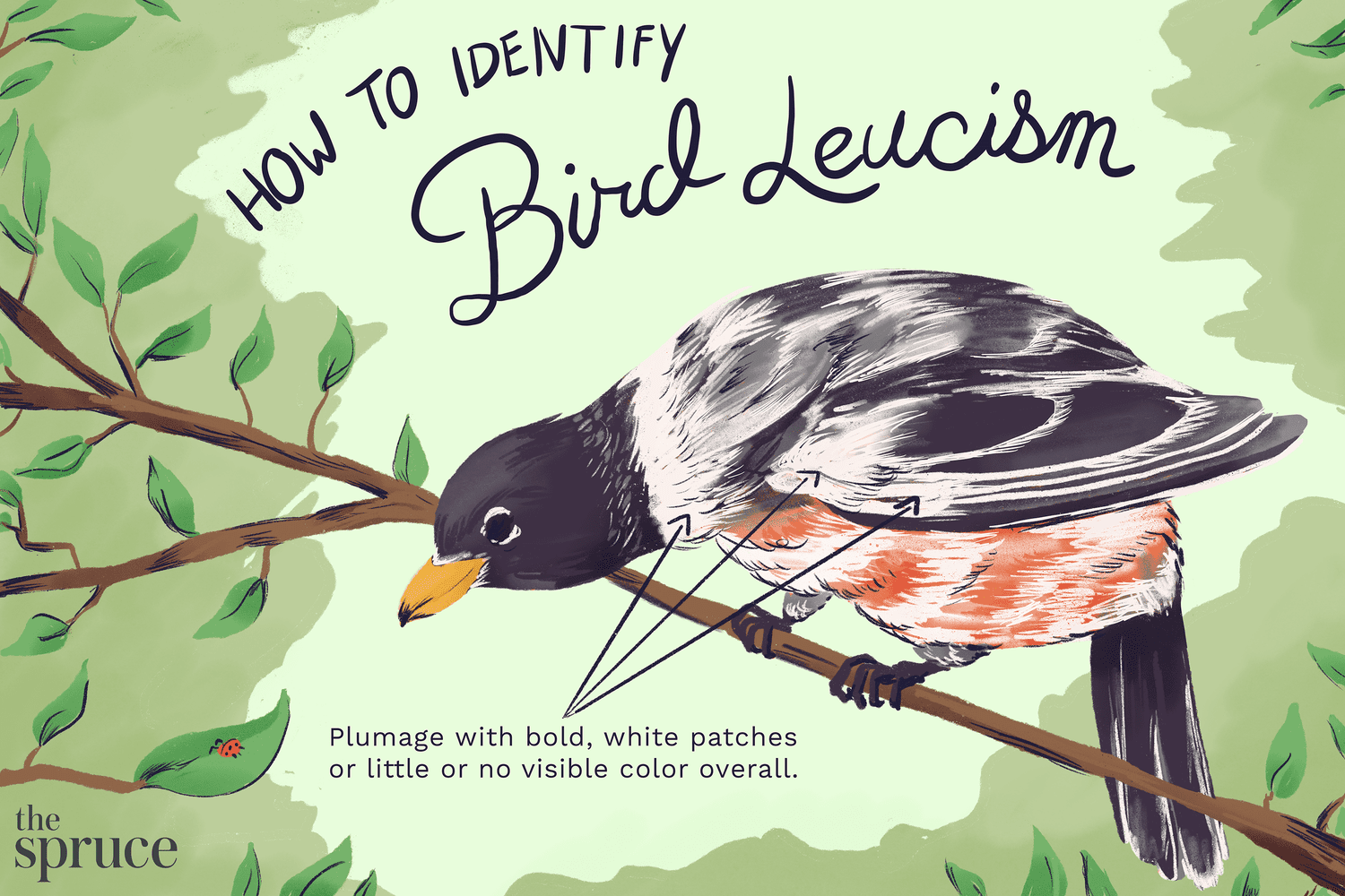 como identificar a ilustração do leucismo das aves