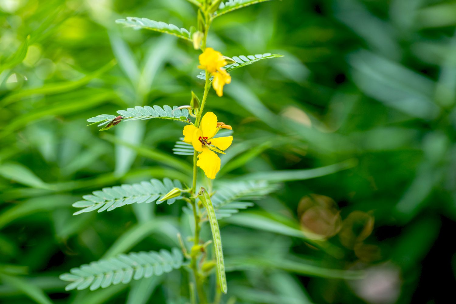 Partridge pea plant with small feathery leaves and yellow flowers closeup