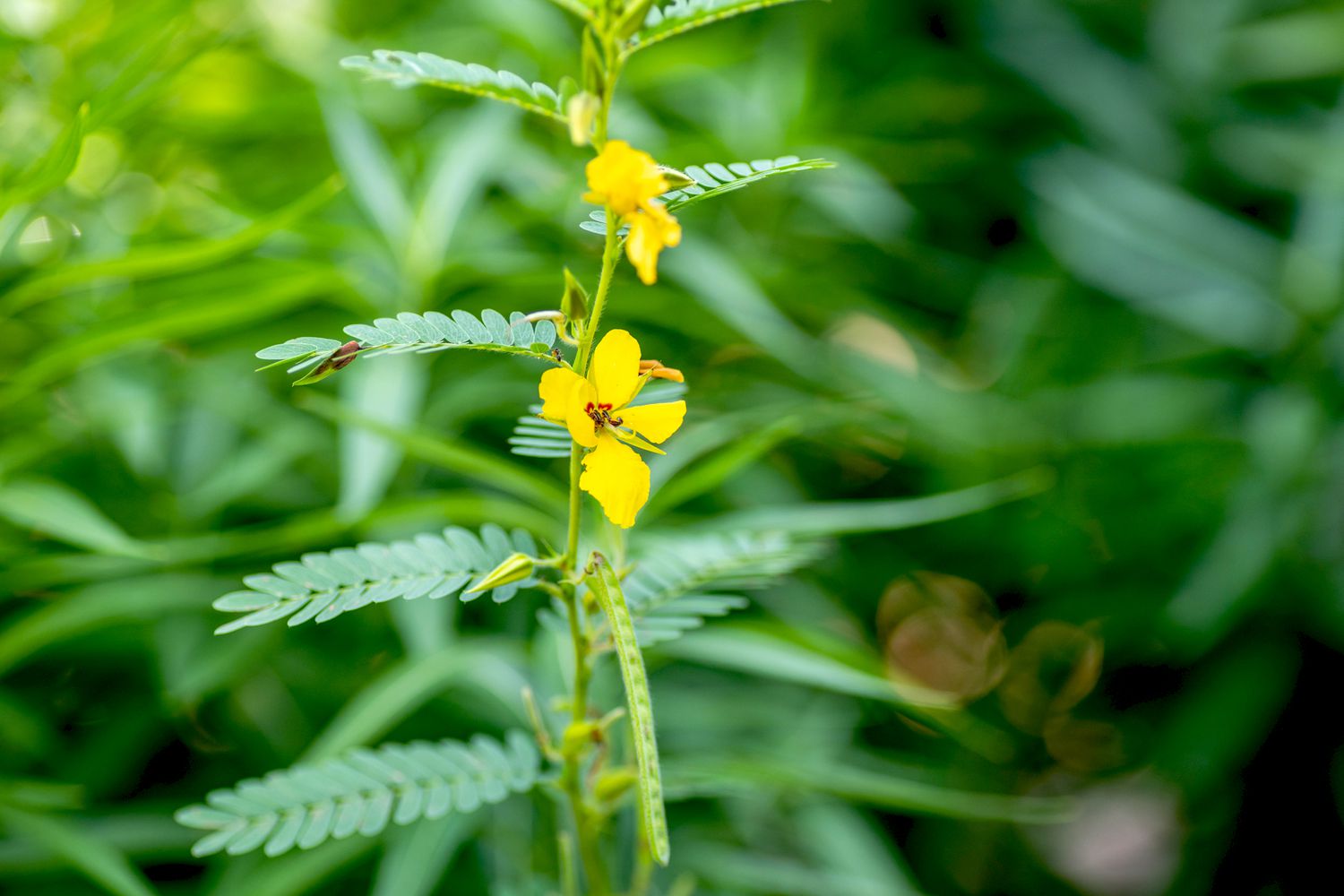 Primer plano de una planta con pequeñas hojas plumosas y flores amarillas