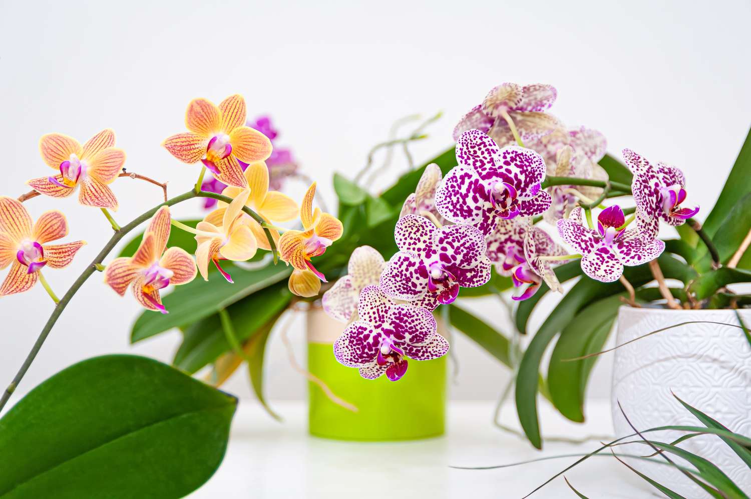 Verschiedene farbige Orchideen, darunter lila und orange, auf weißem Hintergrund