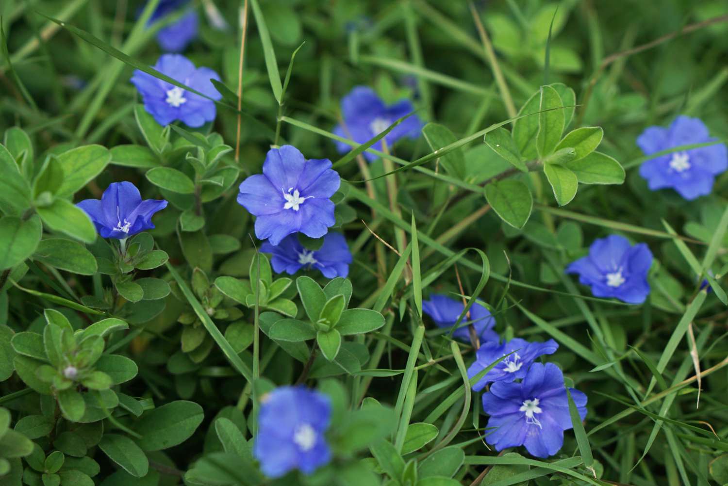 Como cultivar e cuidar da Morning Glory anã