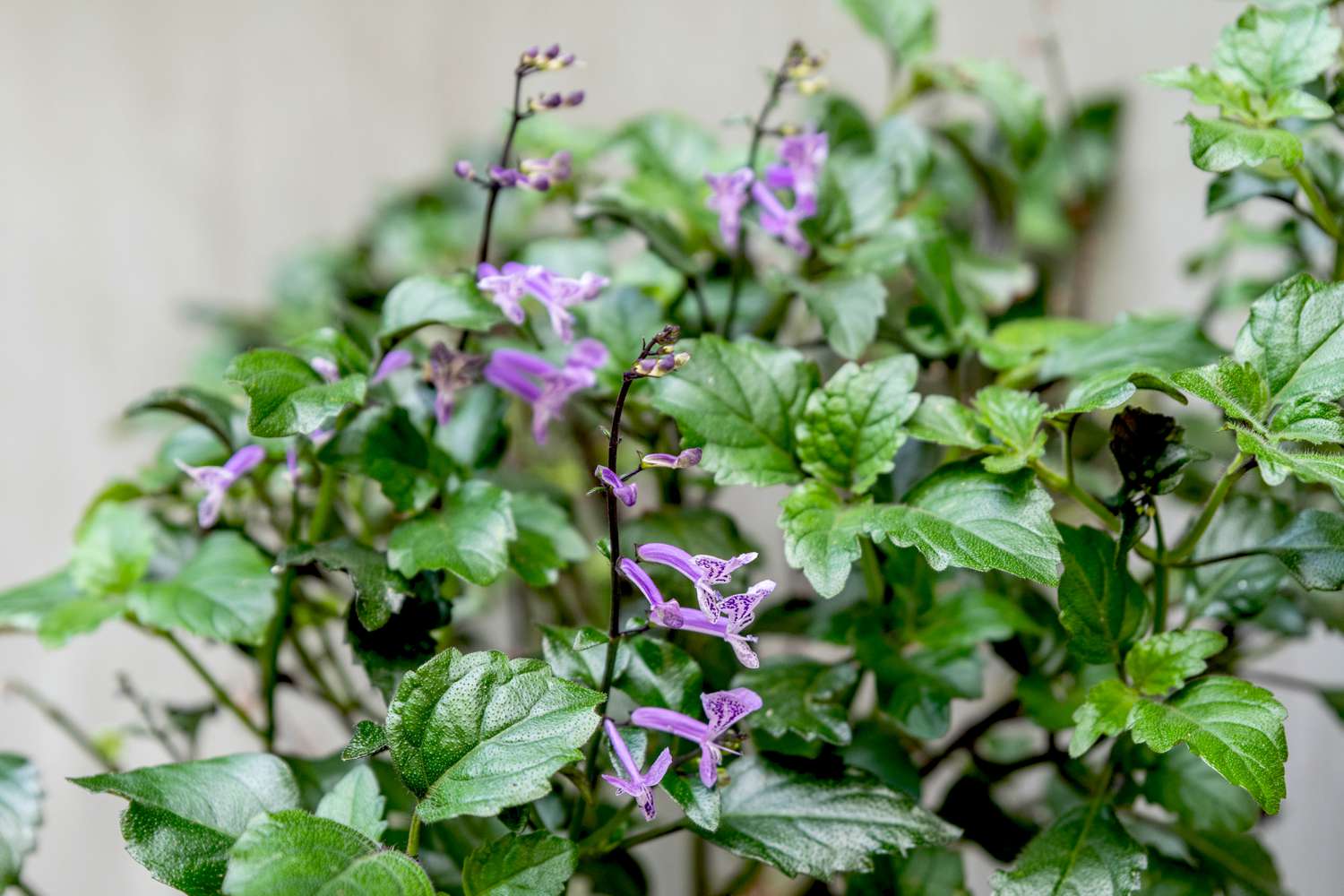 Comment cultiver et prendre soin du Plectranthus ‘Mona Lavender’ ?