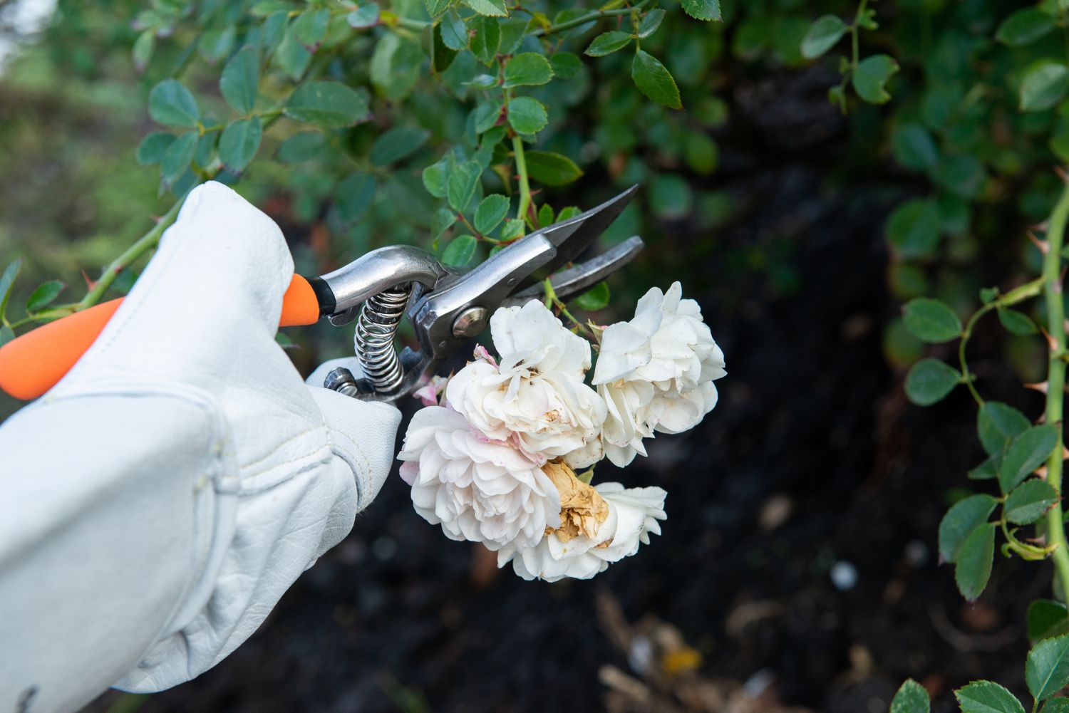 Como podar arbustos de rosas Floribunda