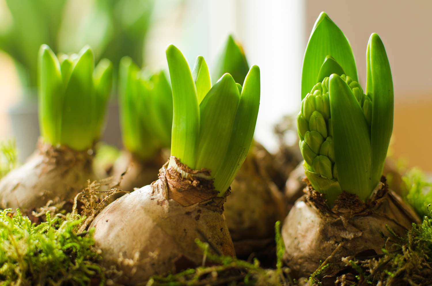 Hyacinths with flowers forming