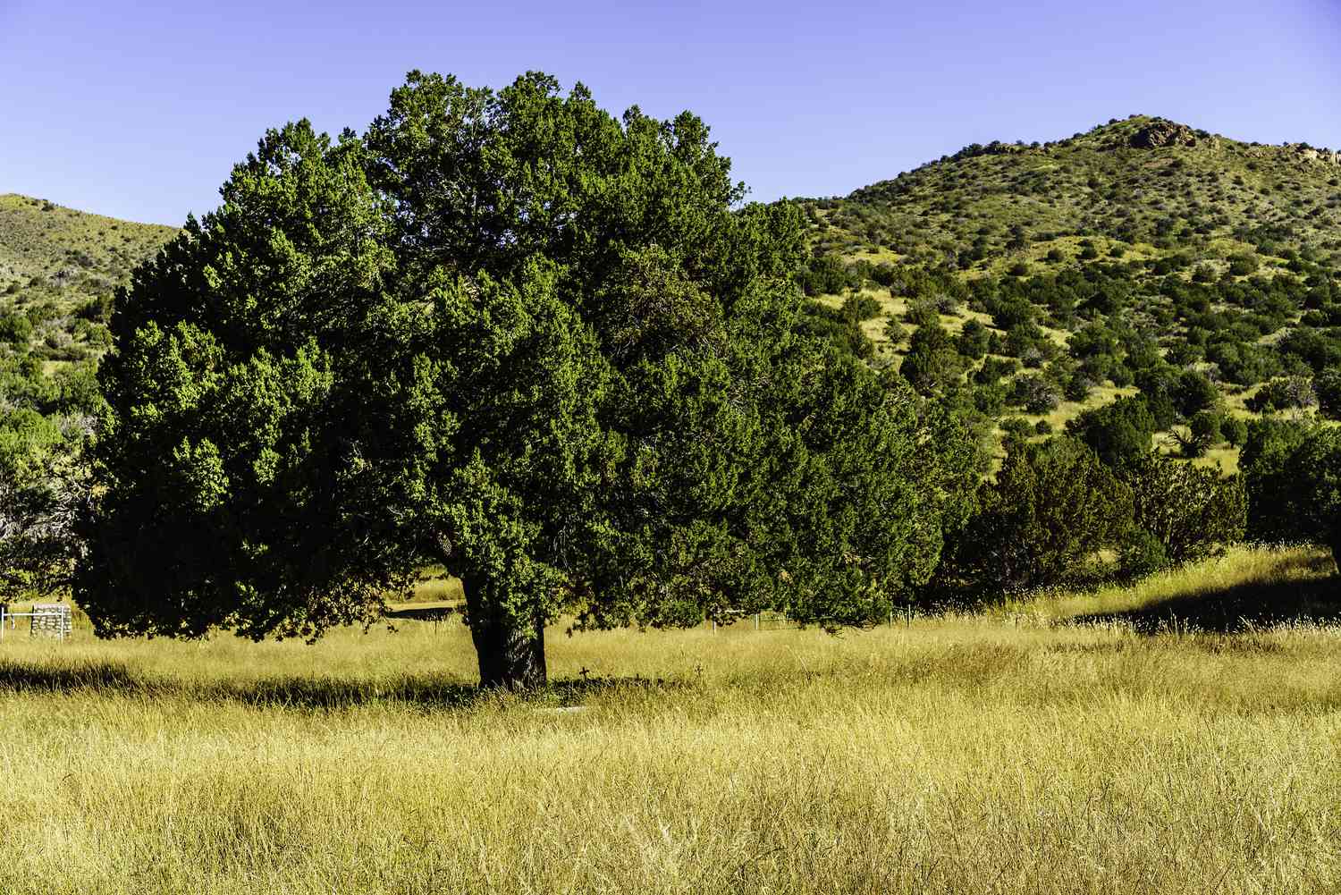 Como cultivar e cuidar do zimbro-jacaré