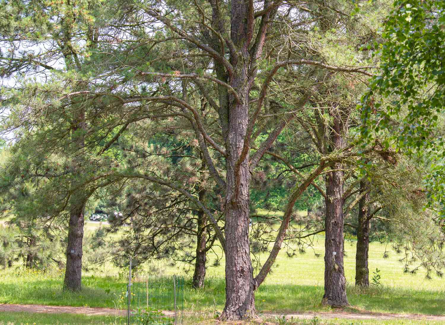 Pitch pine tree with bare twisting branches in middle of forested area