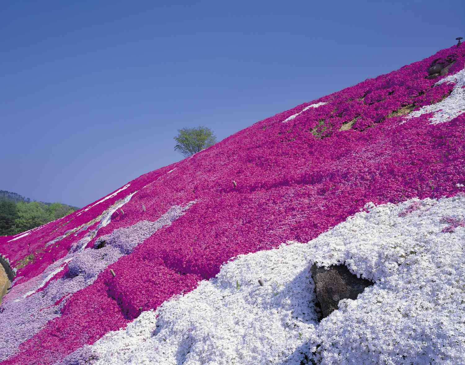 Coteau couvert de phlox rampants de différentes couleurs.