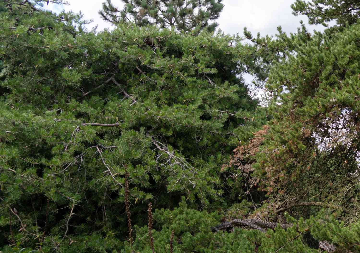 Virgina-Kiefer mit dichten und verdrehten Ästen in bewaldetem Gebiet