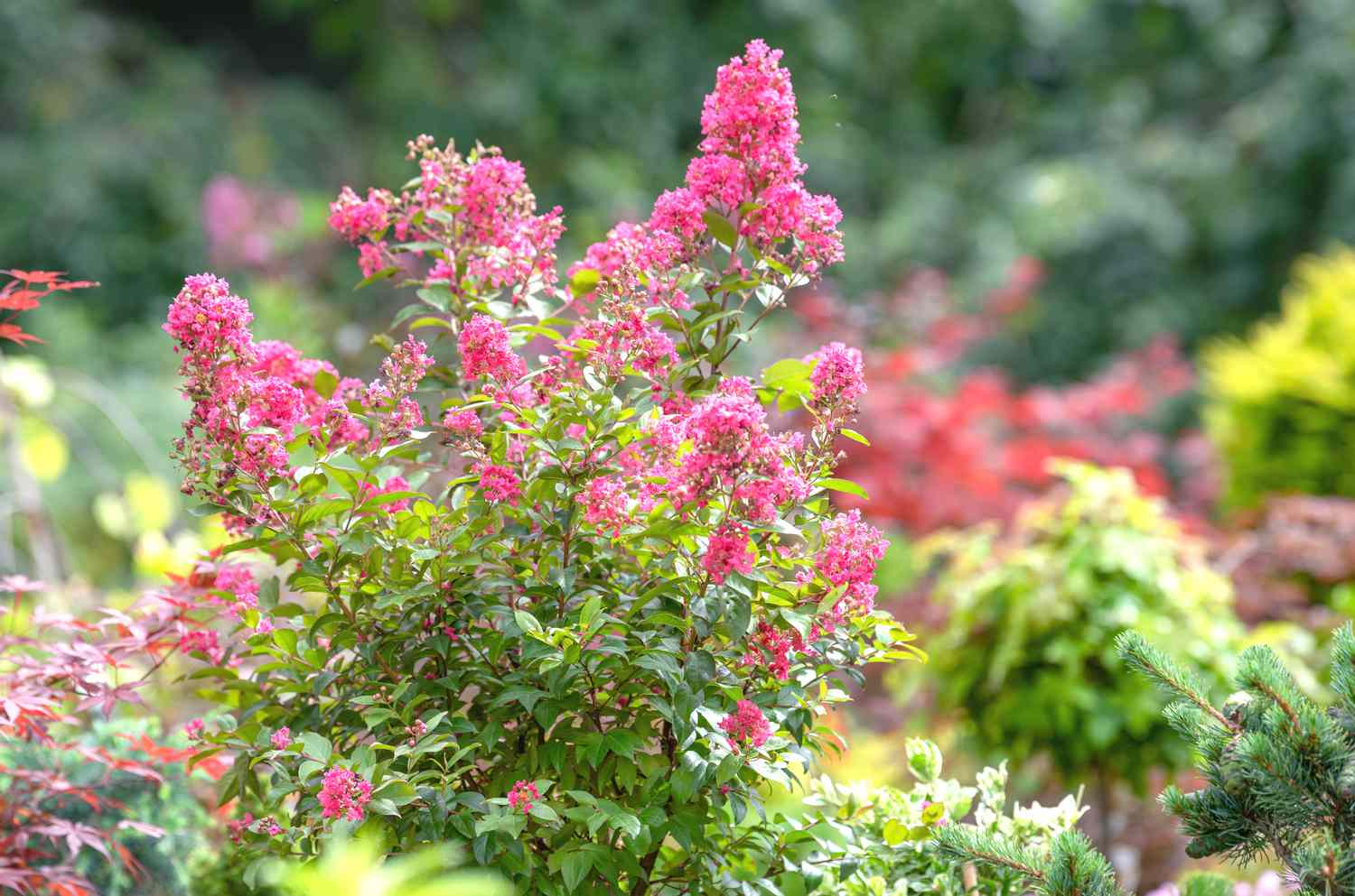 Árvore de murta crepe com cachos de flores rosa na extremidade dos galhos