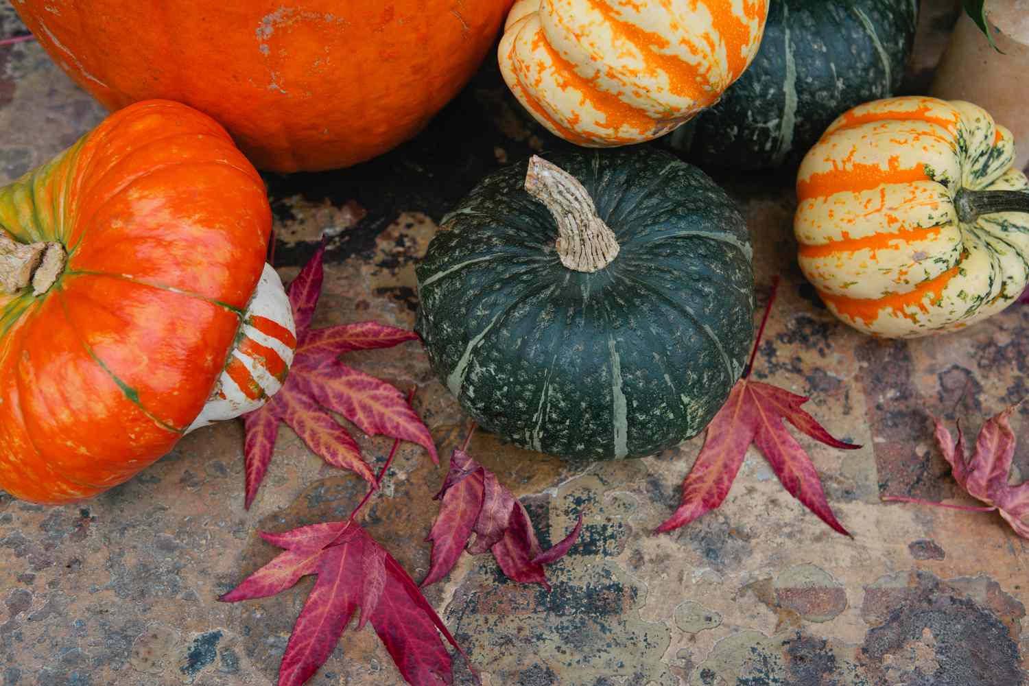 Herbstkürbisse und Kürbisse