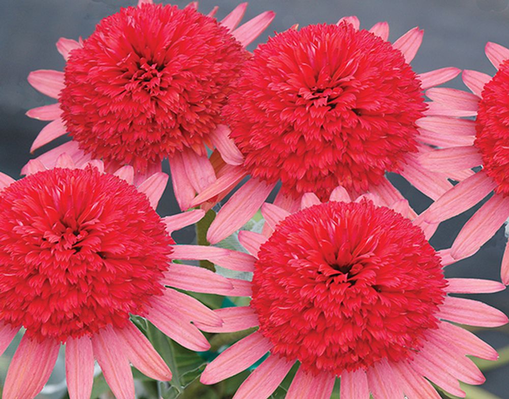 Secret Passion Coneflower