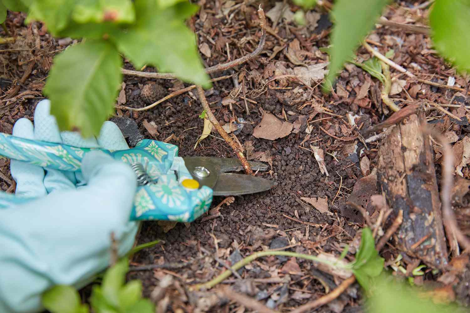 Stängel der Giftefeupflanze mit einer Handschere und Gummihandschuhen auf Bodenhöhe abschneiden