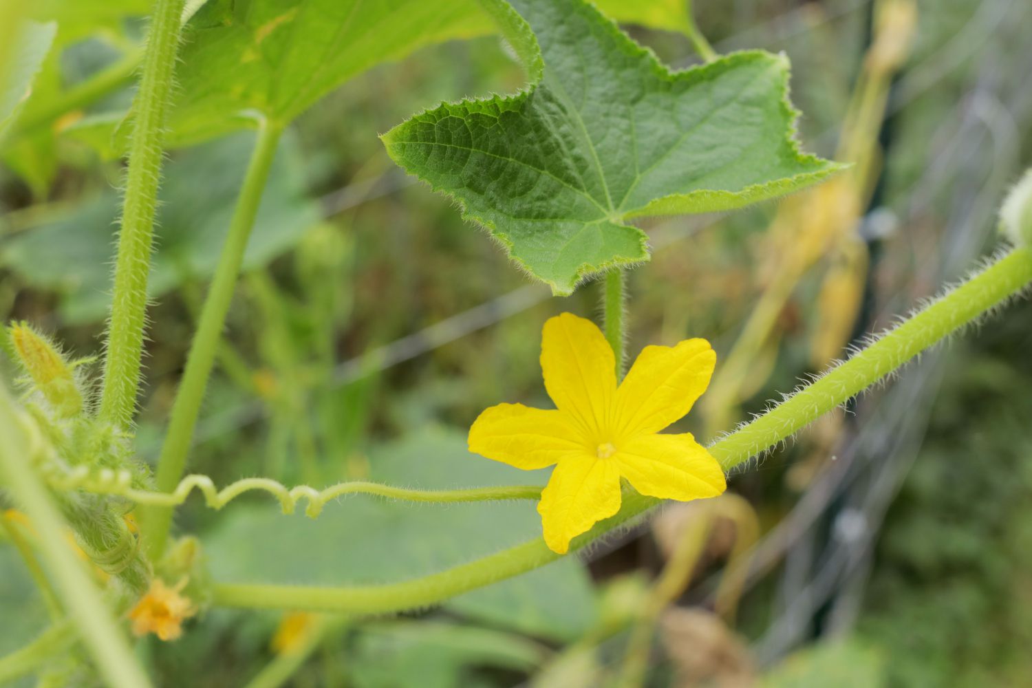 Planta de pepino limón enredadera con pequeña flor amarilla y hoja primer plano