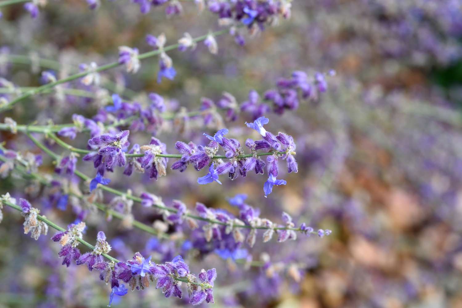 Russischer Salbei; Perovskia atriplicifolia; Kleiner Spitzwegerich; Heilpflanzen; Kräuter;