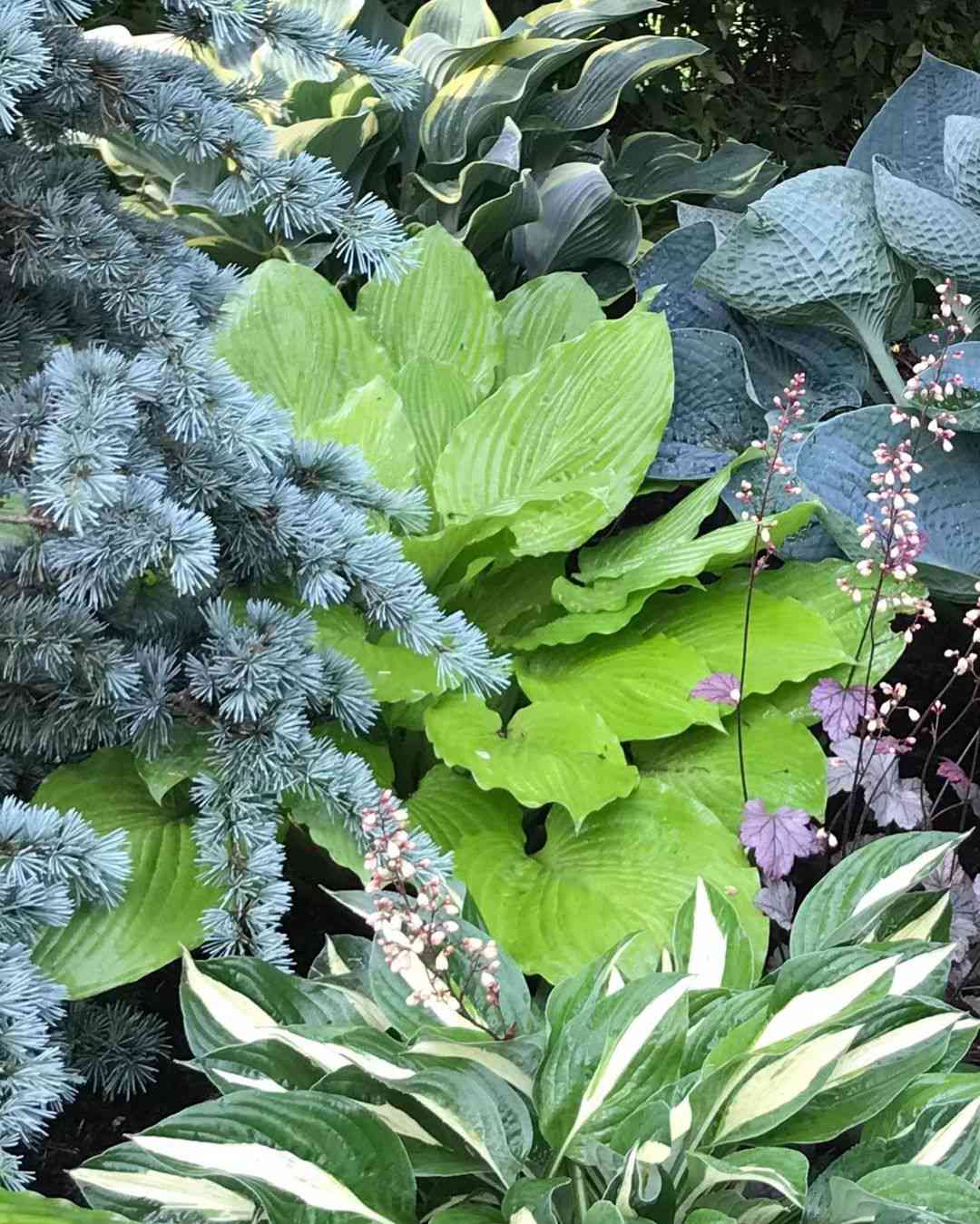 Mehrere Hostas gepflanzt neben einem hellblauen Immergrün