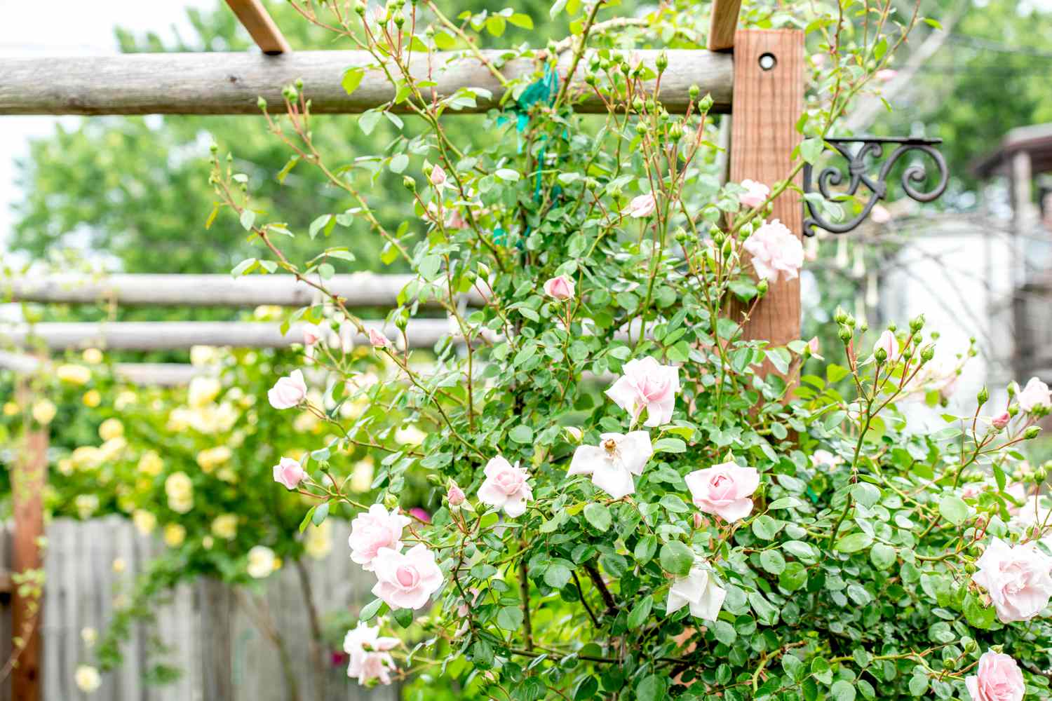 Como treinar e podar rosas trepadeiras em uma cerca