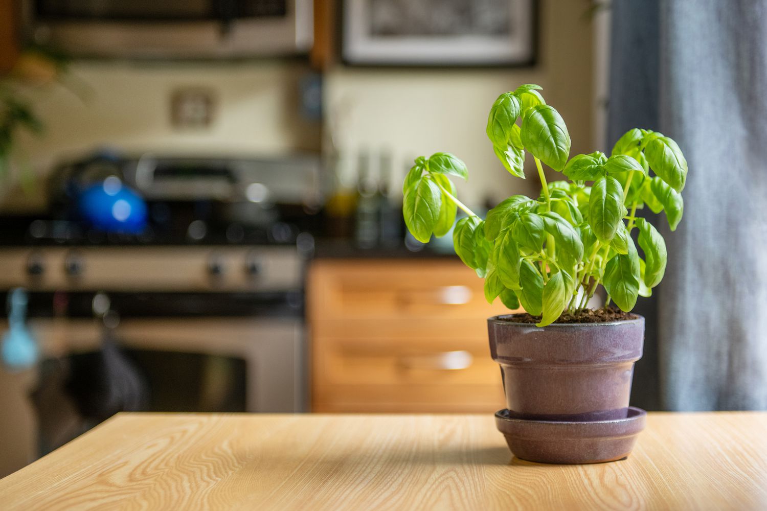 Basilikumpflanze in der Küche