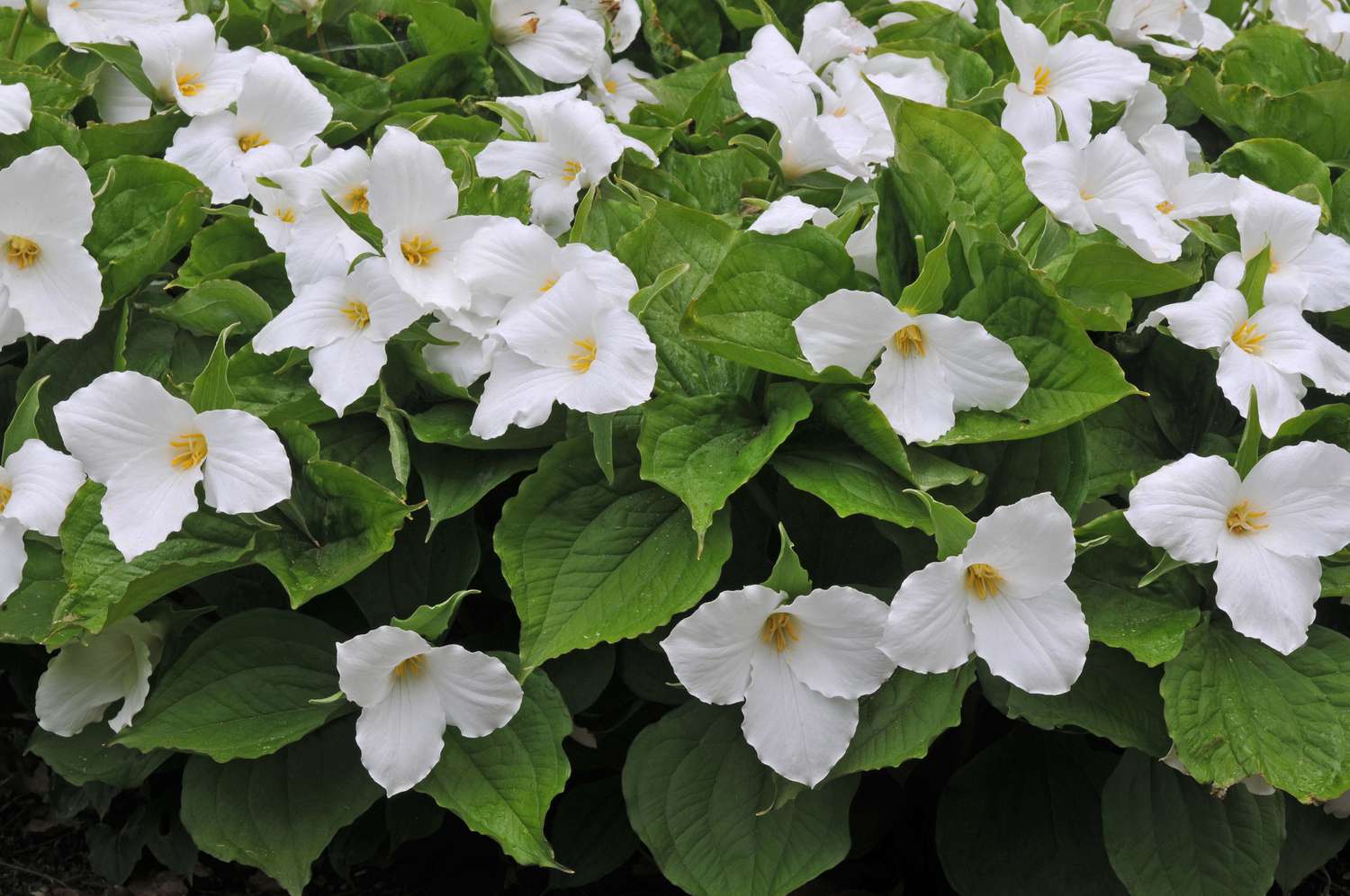 Trillium (Trillium grandiflorum)