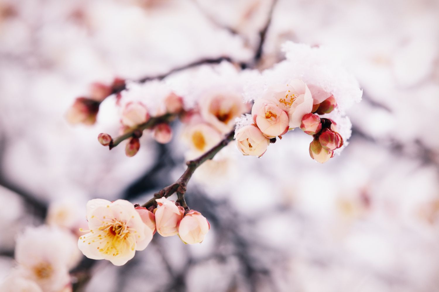 Japanische Pflaumenblüten im Schnee