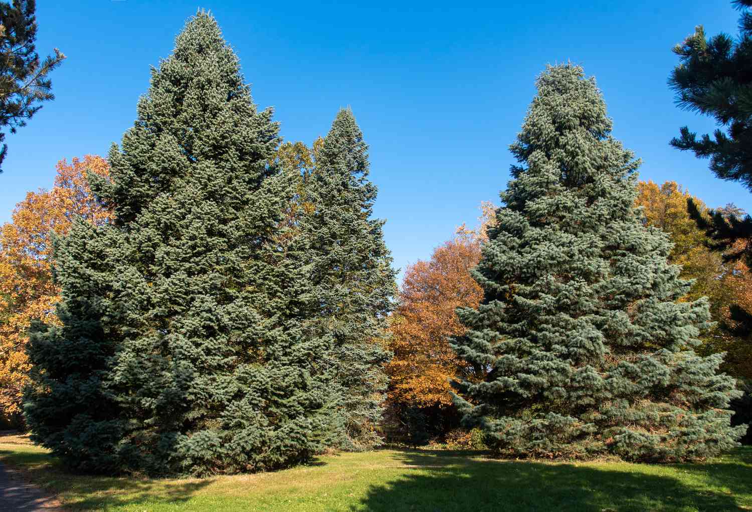 Formas de árvores para paisagismo