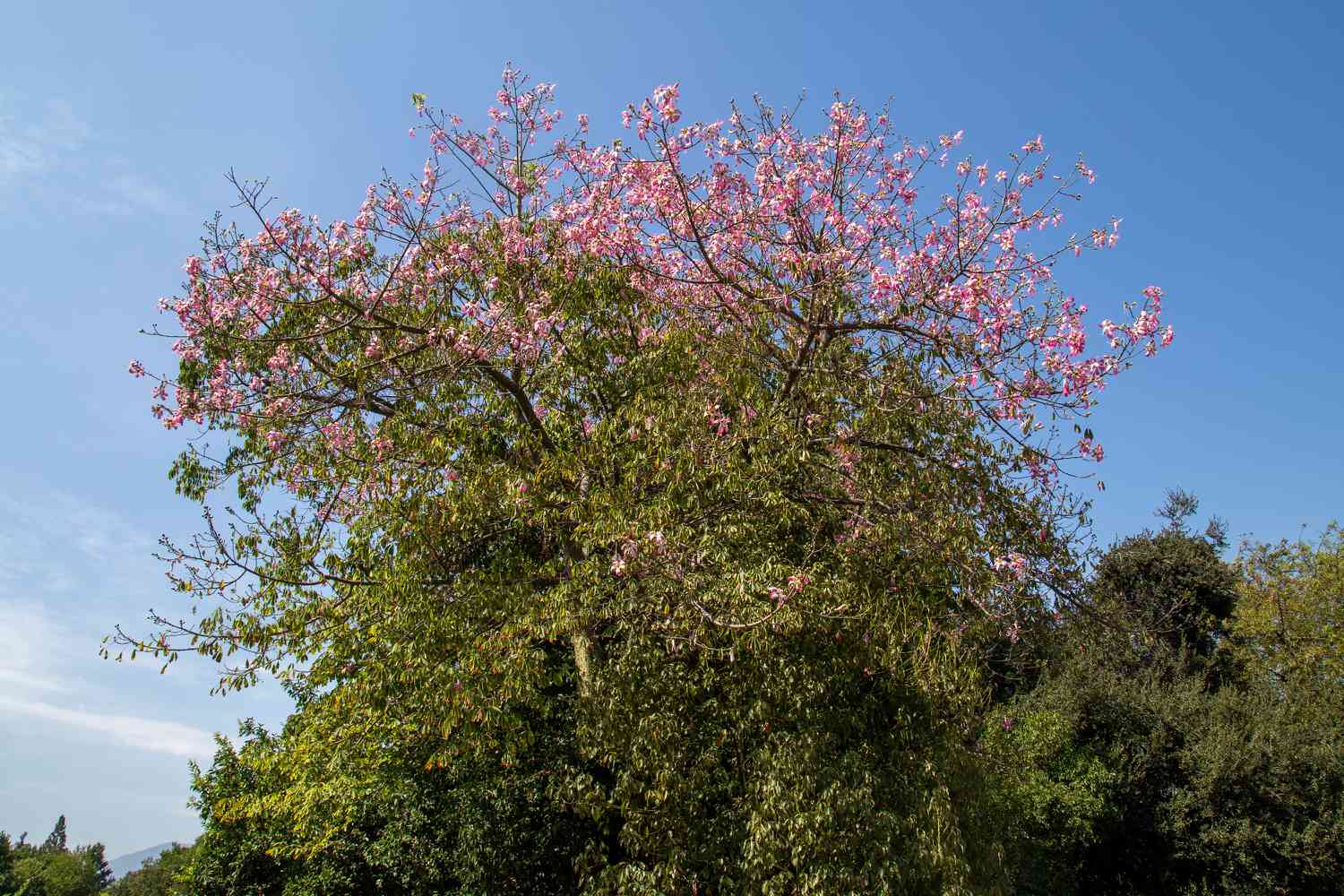 Seidenraupenbaum mit rosa Blüten an der Spitze und dichten Blättern an den unteren Zweigen