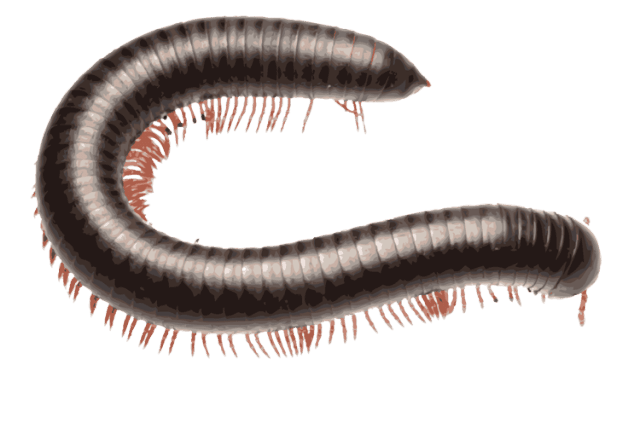 Clip Art Of A Millipede