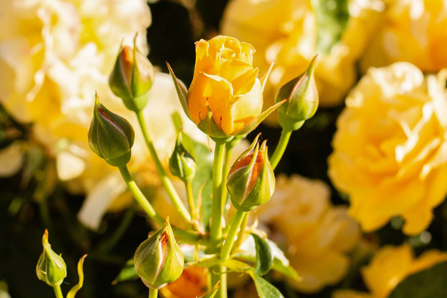 Julia Child Rosenstiel mit Blütenknospen und kleiner gelber Blüte im Sonnenlicht