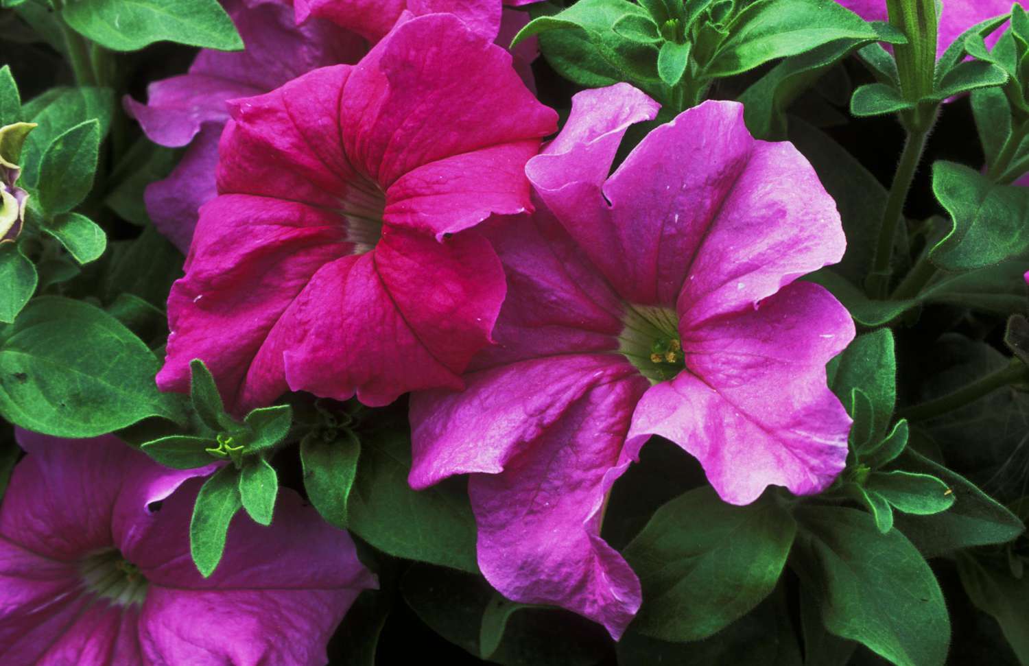 Petunia grandiflora in Blüte.