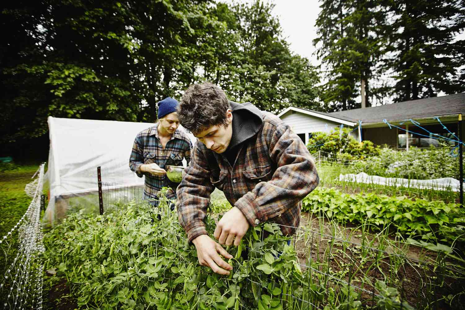 Plantes horticoles