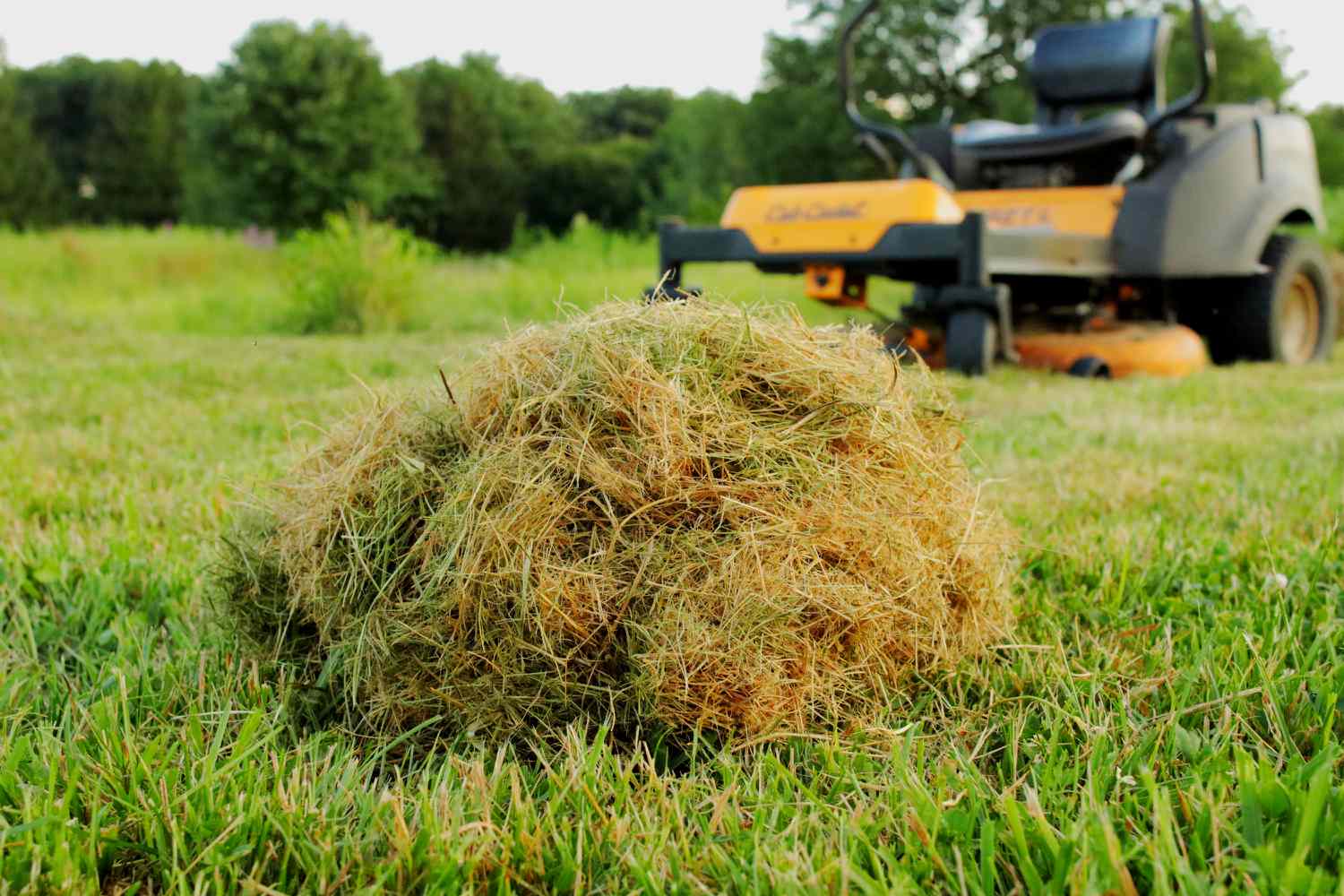 Por que aplicar a cobertura morta de aparas de grama de volta ao gramado