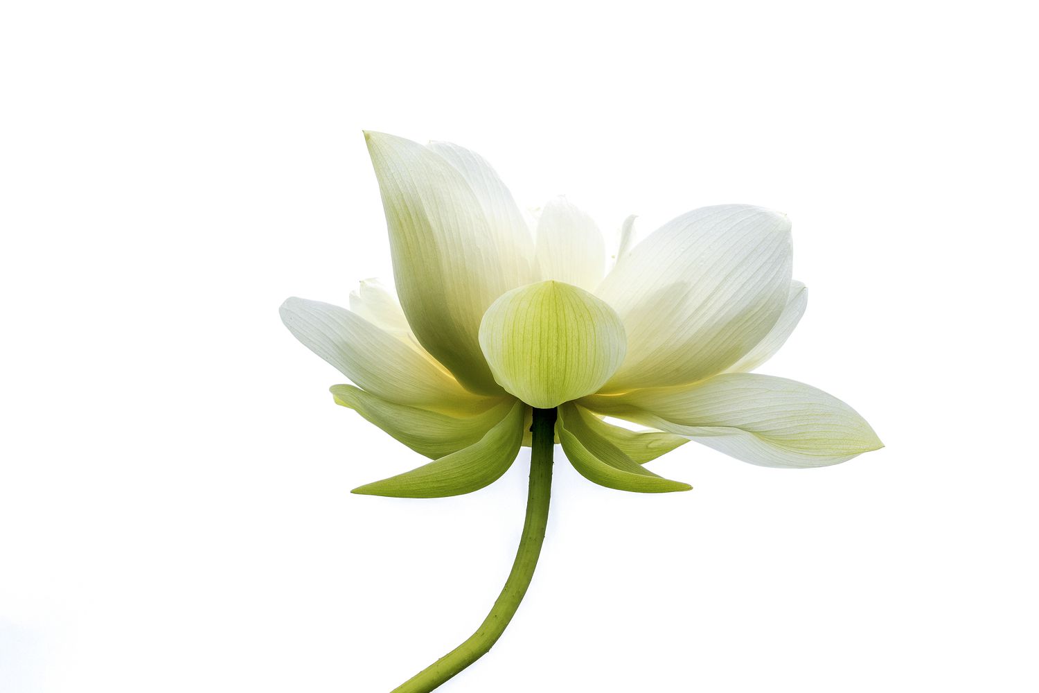 Nahaufnahme eines blühenden weißen Lotus vor weißem Hintergrund