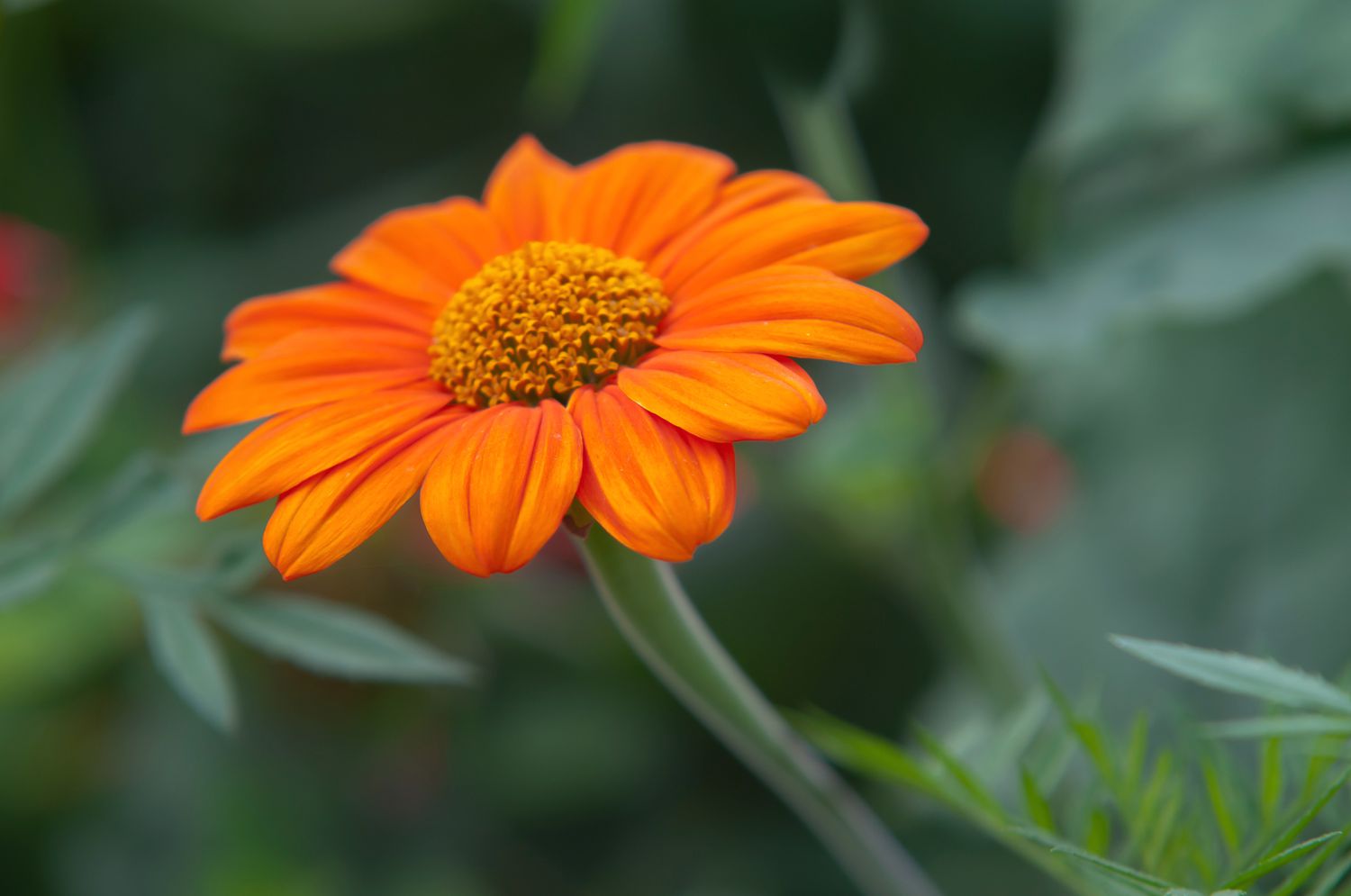 Orangefarbene mexikanische Sonnenblume