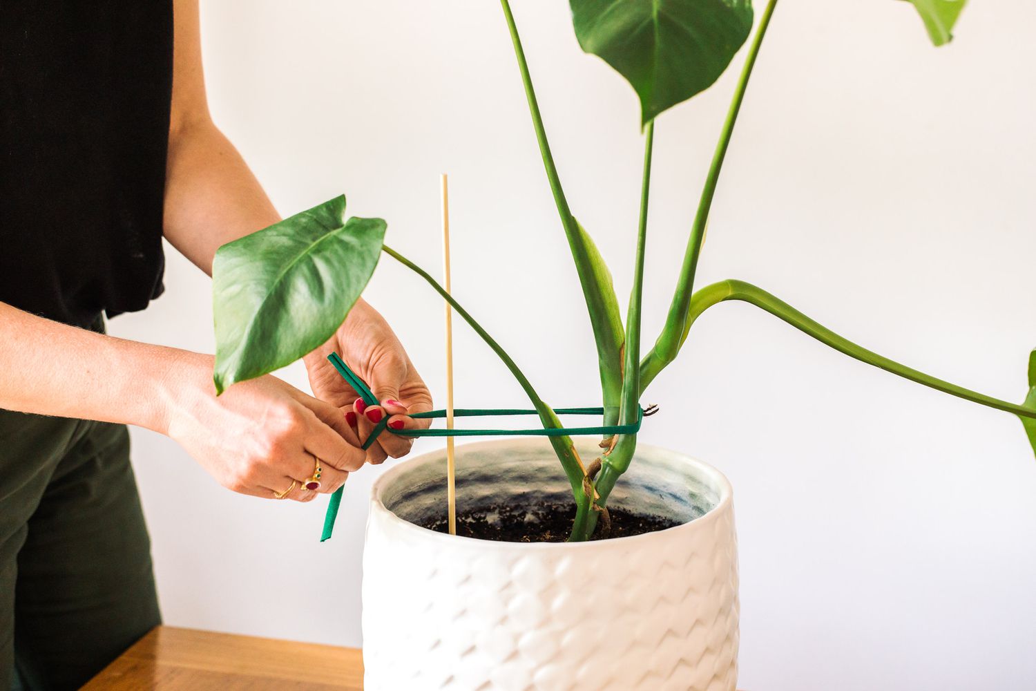 Monstera Zimmerpflanze mit dehnbarem Nylon an Bambuspfahl gebunden