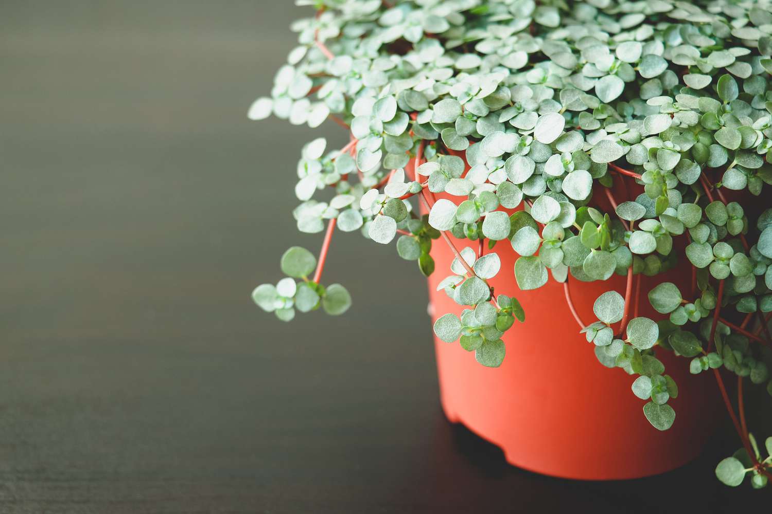 Pilea glaucophylla in einem orangefarbenen Topf vor einem grauen Hintergrund.