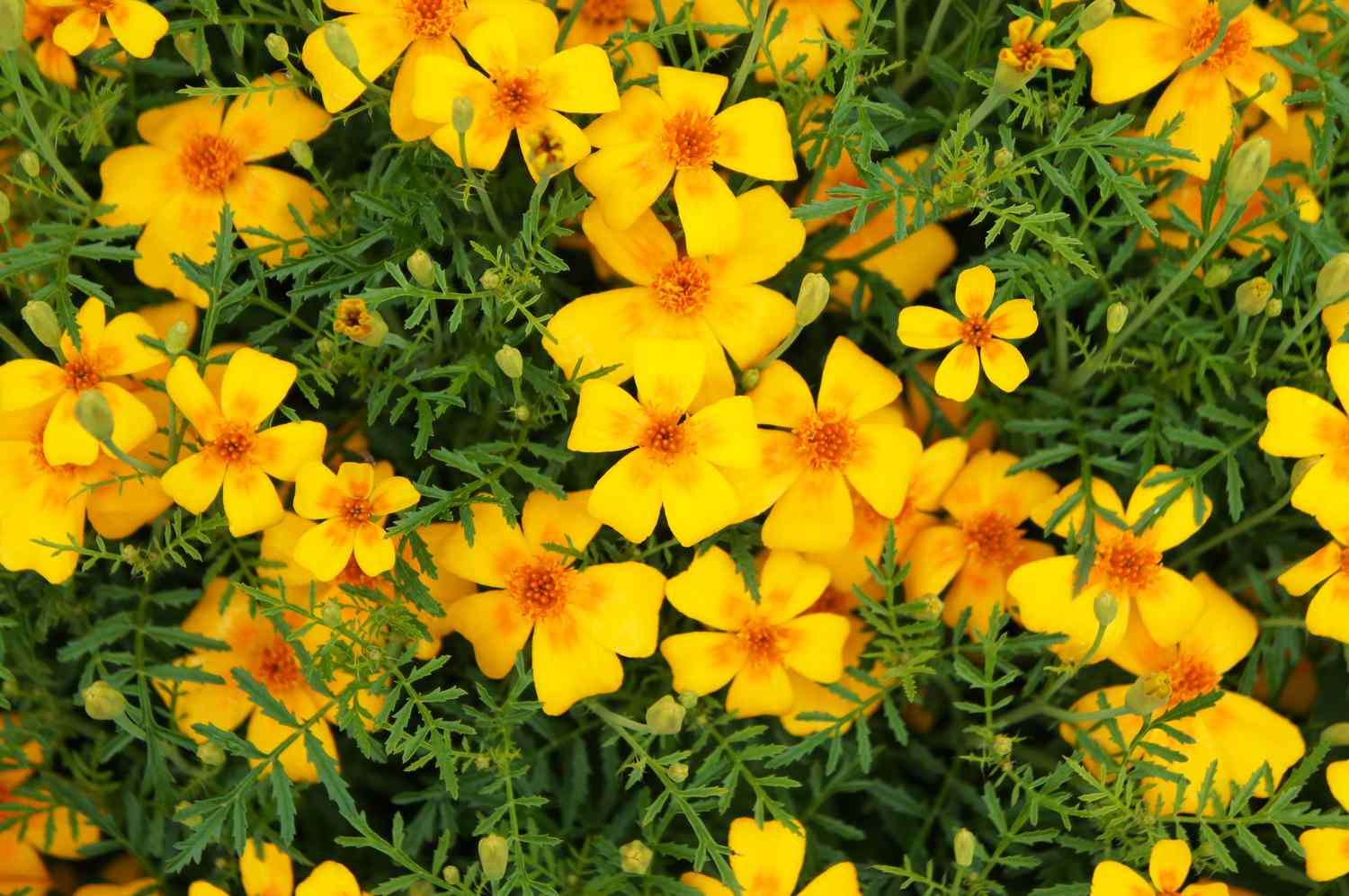 Signet marigold (Tagetes tenuifolia)