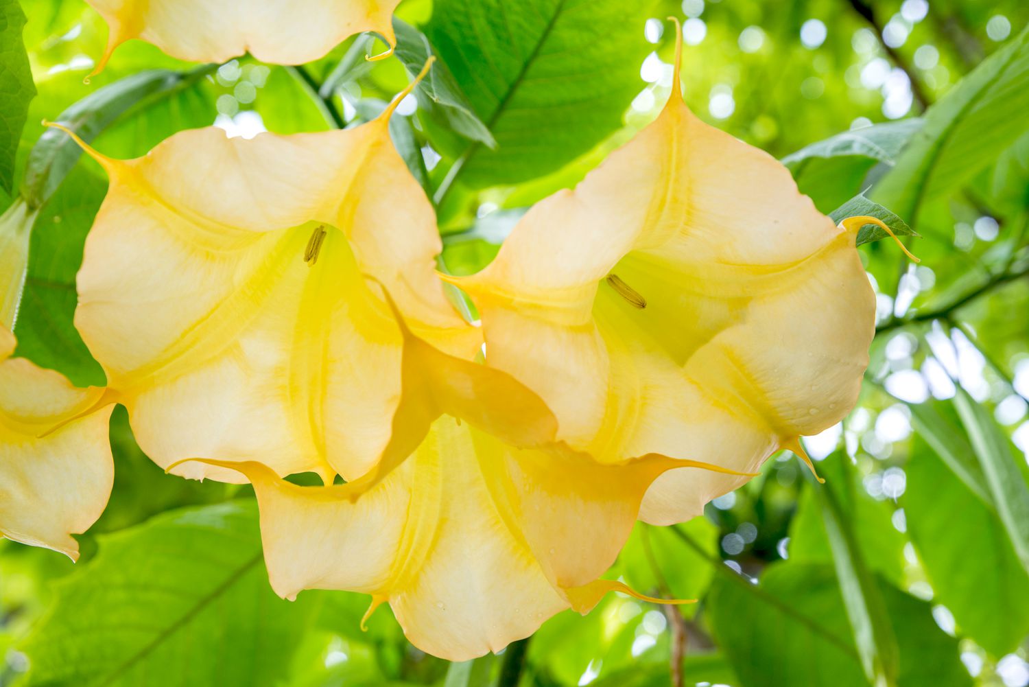 Brugmansia von unten