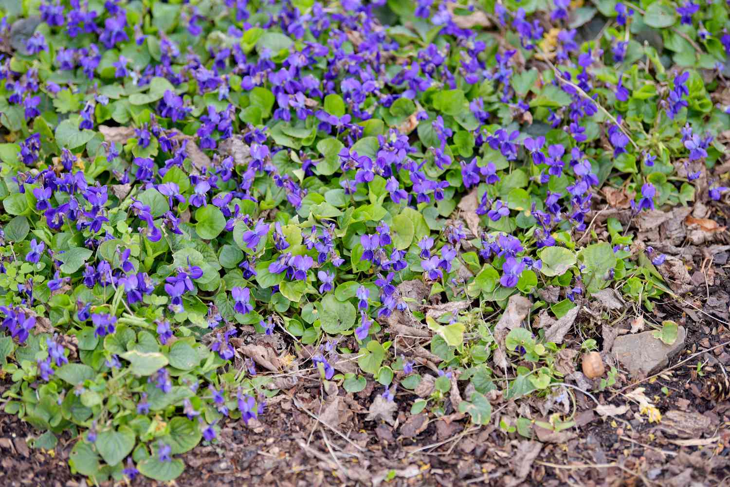 Planta de violeta selvagem com pequenas flores roxas e folhas arredondadas como cobertura de solo