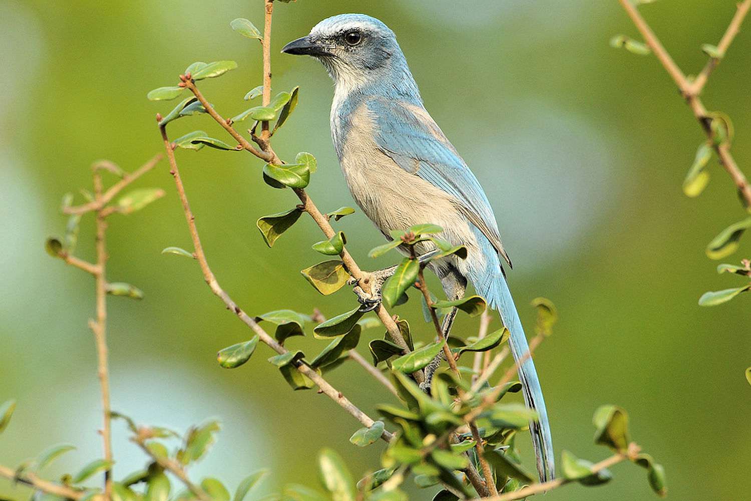 Florida Scrub-Jay