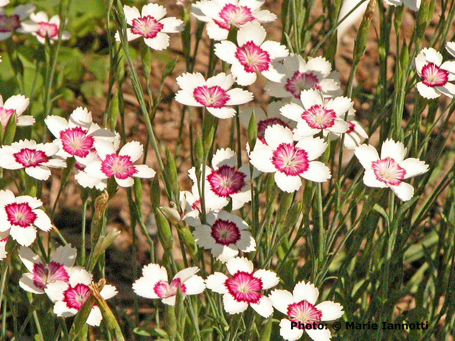 Arctic Fire Dianthus