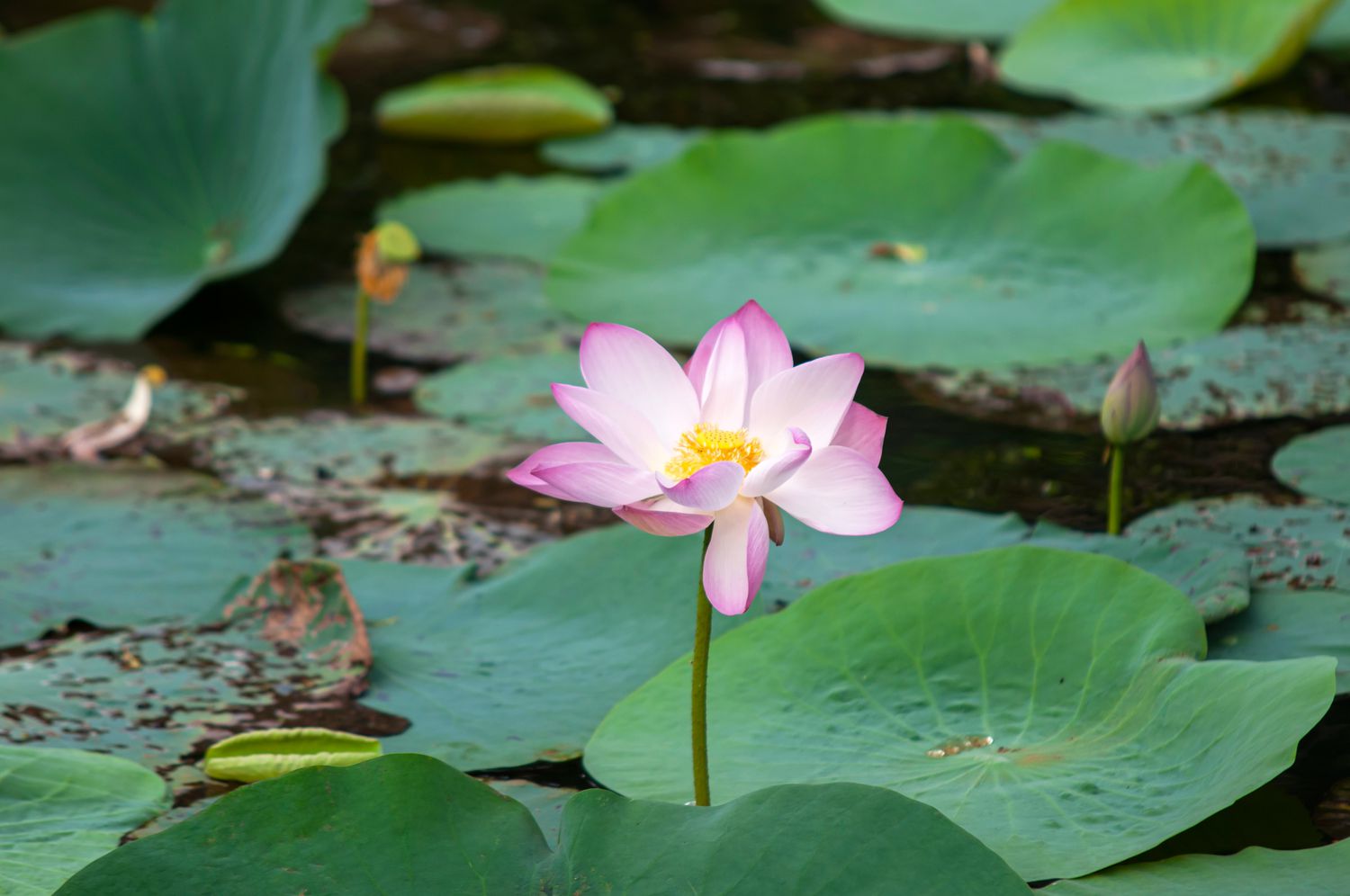 Lotusblüte mit hellrosa und gelben Blütenblättern an dünnem Stiel über Seerosenblättern im Wasser