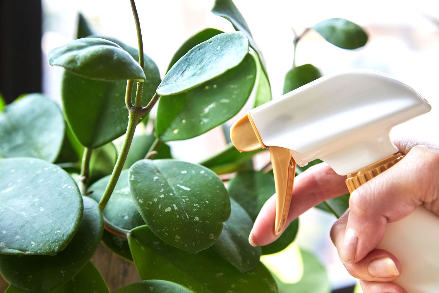Neemölflasche wird auf Blätter von Zimmerpflanzen gesprüht